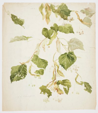 Study of a Linden Branch by Sophia L. Crownfield