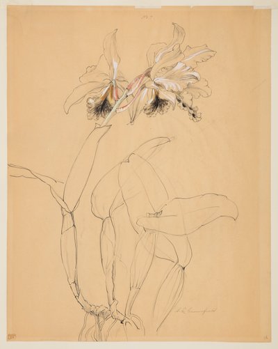 Study of an Orchid by Sophia L. Crownfield
