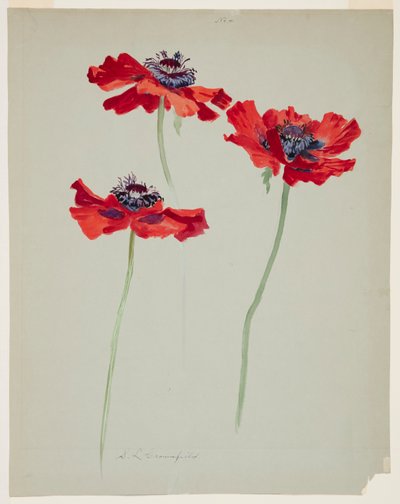 Three Studies of Poppies by Sophia L. Crownfield