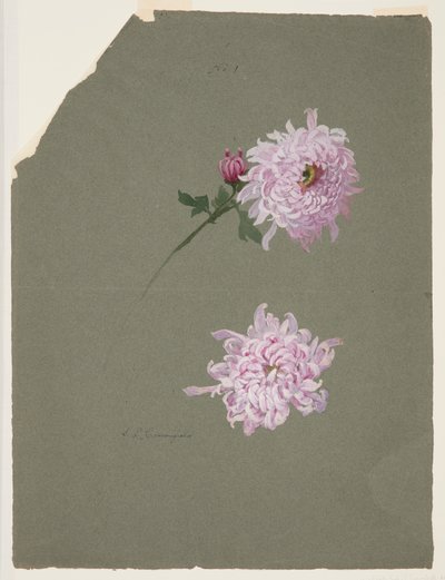 Two Studies of Violet Chrysanthemums by Sophia L. Crownfield