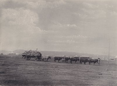 An Ox-Wagon by South African Photographer