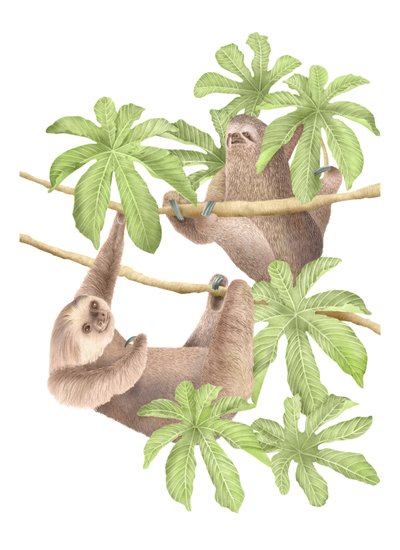 Costa Rica Sloths by Stacy Hsu