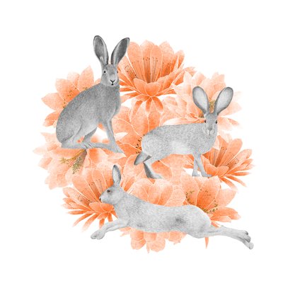 Jack Rabbits by Stacy Hsu