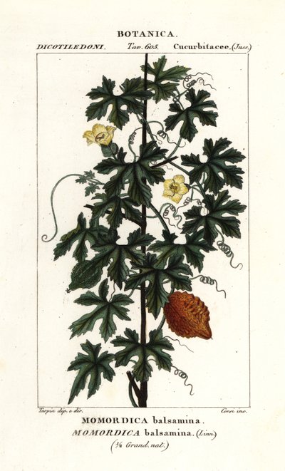 African cucumber, Momordica balsamina by Stanghi Stanghi