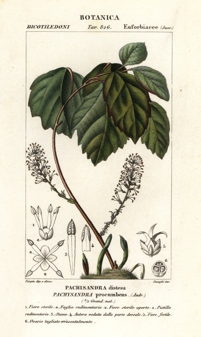 Allegheny spurge, Pachysandra procumbens by Stanghi Stanghi