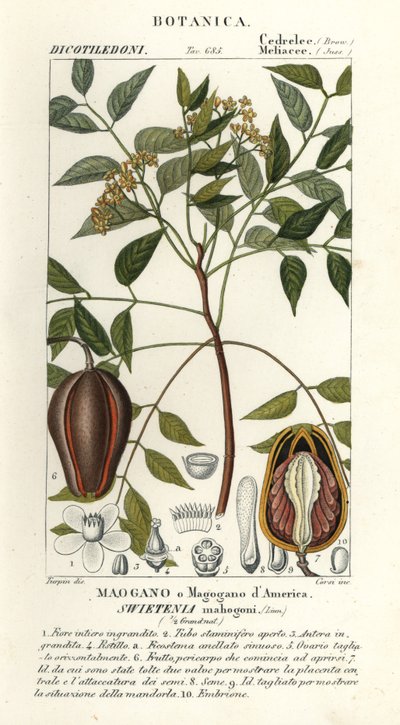 American mahogany by Stanghi Stanghi