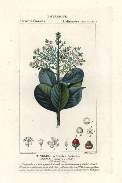 Beefwood, Ardisia coriacea by Stanghi Stanghi