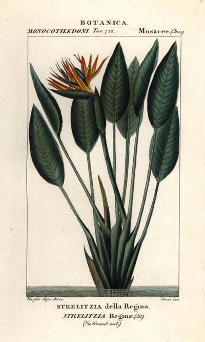 Bird of paradise, Strelitzia reginae by Stanghi Stanghi