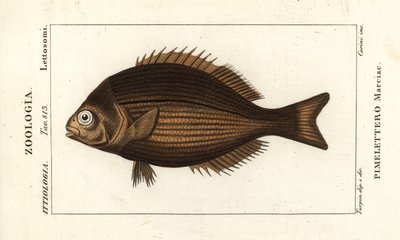 Brassy chub, Kyphosus vaigiensis by Stanghi Stanghi