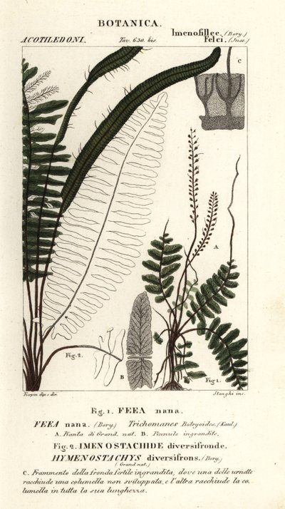 Bristle fern by Stanghi Stanghi