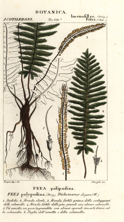 Bristle fern by Stanghi Stanghi