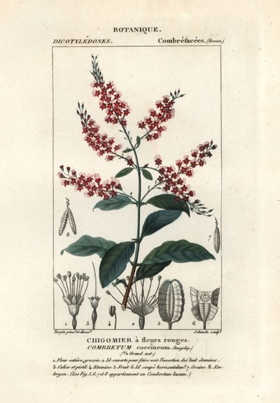 Bushwillow, Combretum coccineum by Stanghi Stanghi