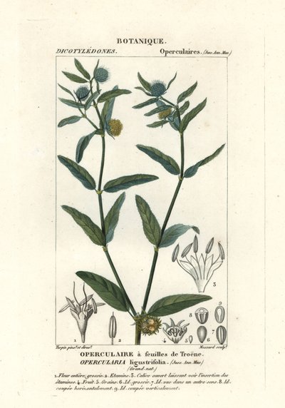 Coarse Stinkweed by Stanghi Stanghi