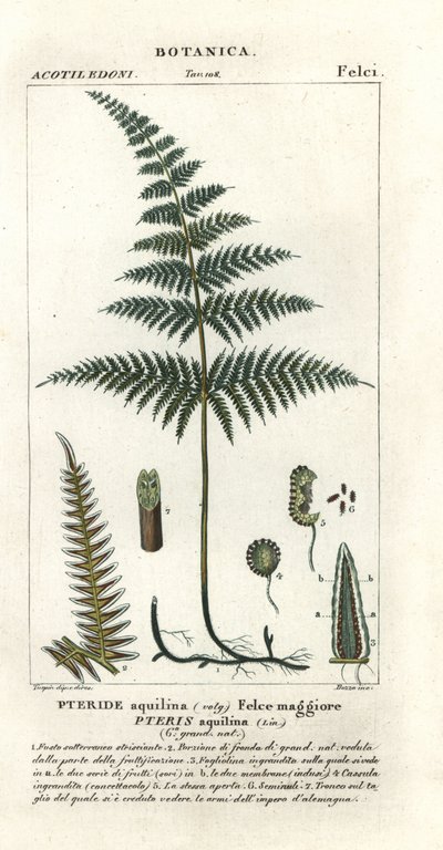 Common Bracken or Brake, Pteridium aquilinum by Stanghi Stanghi