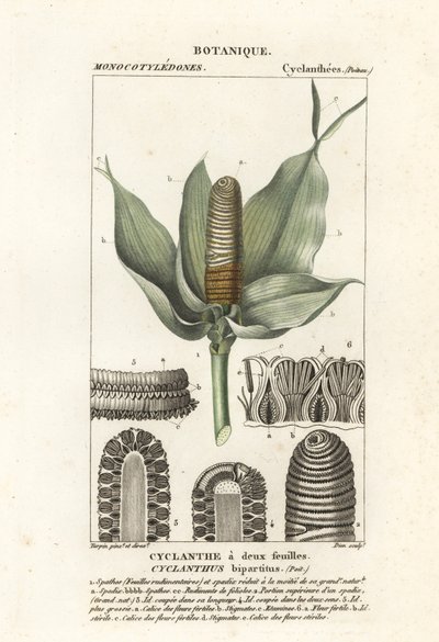 Cyclanthus bipartitus by Stanghi Stanghi