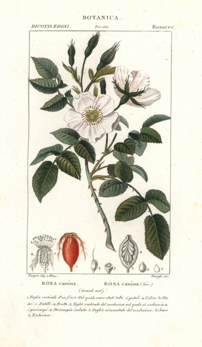 Dog rose, Rosa canina by Stanghi Stanghi