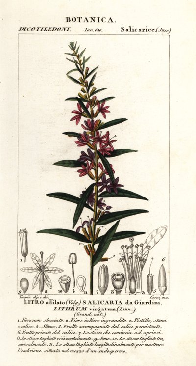 European wand loosestrife, Lythrum virgatum by Stanghi Stanghi