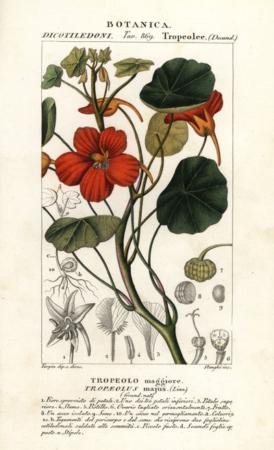 Garden nasturtium, Tropaeolum majus by Stanghi Stanghi