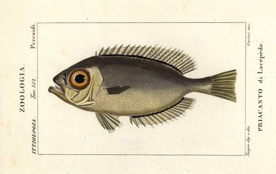 Glasseye bigeyes by Stanghi Stanghi