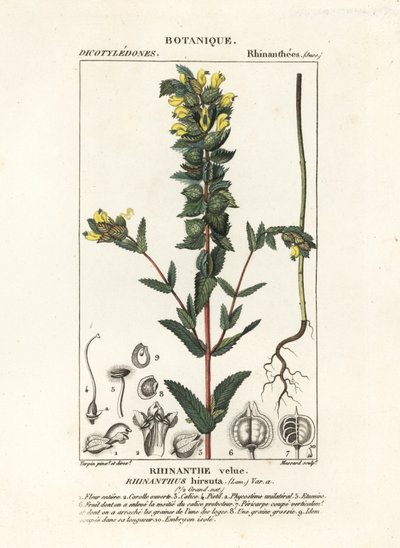 Greater yellow rattle by Stanghi Stanghi