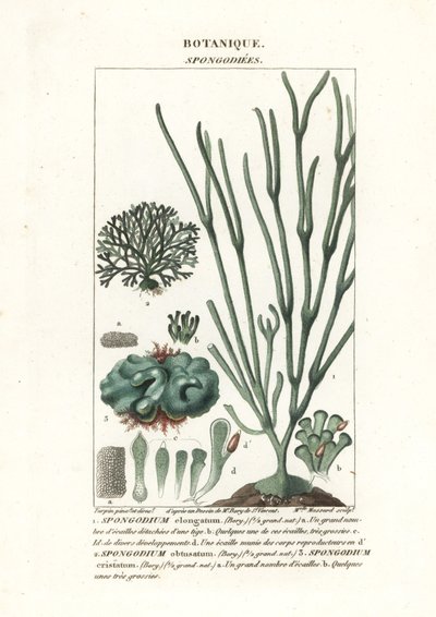 Green algae Spongodium species by Stanghi Stanghi