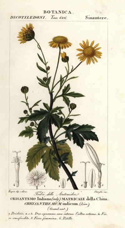Indian chrysanthemum, Chrysanthemum indicum by Stanghi Stanghi