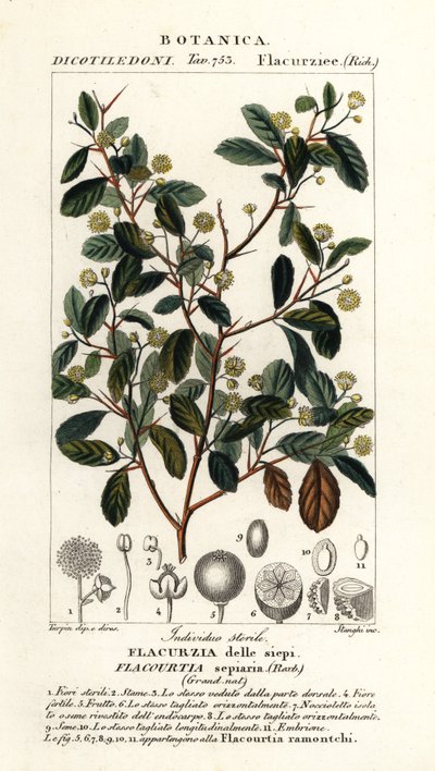 Indian Plum, Flacourtia indica by Stanghi Stanghi