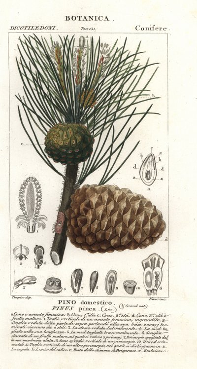 Italian stone pine by Stanghi Stanghi