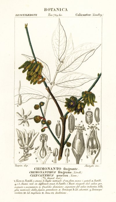 Japanese allspice, Chimonanthus praecox by Stanghi Stanghi