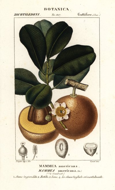Mammee Apple, Mammea americana by Stanghi Stanghi
