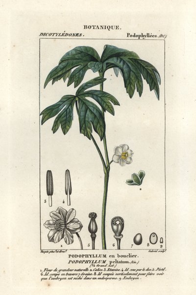 Mayapple by Stanghi Stanghi