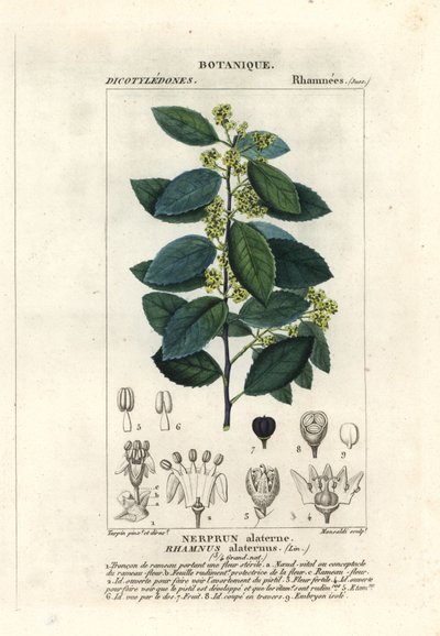 Mediterranean buckthorn, Rhamnus alaternus by Stanghi Stanghi