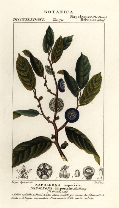 Napoleonaea imperialis by Stanghi Stanghi