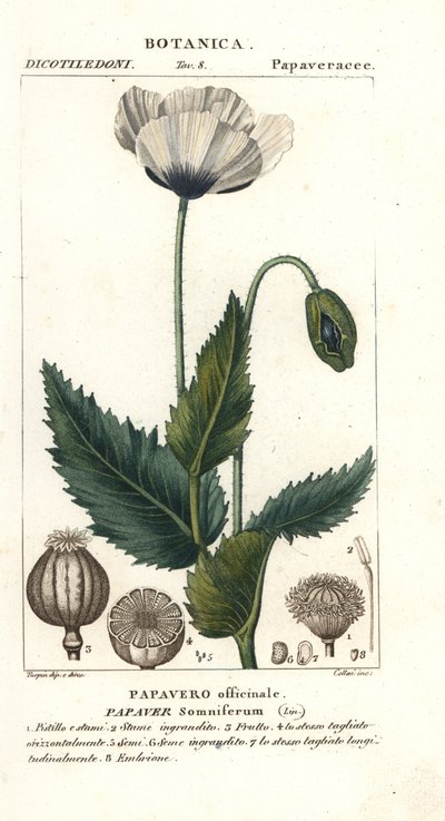 Opium Poppy by Stanghi Stanghi