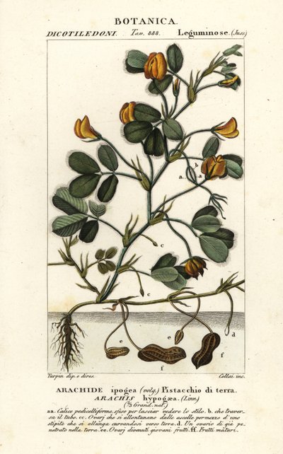 Peanut or Groundnut, Arachis hypogaea by Stanghi Stanghi