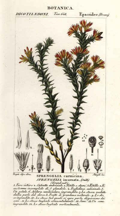 Pink swamp heath, Sprengelia incarnata by Stanghi Stanghi