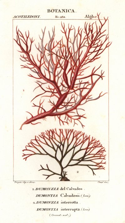 Red Algae Seaweeds by Stanghi Stanghi