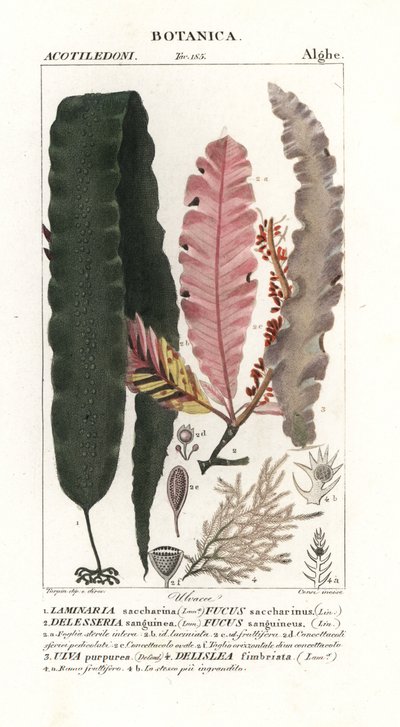 Sugar kelp and other seaweeds by Stanghi Stanghi