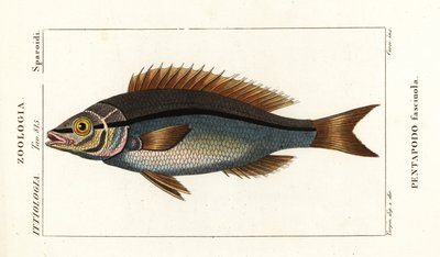 Threadfin bream by Stanghi Stanghi