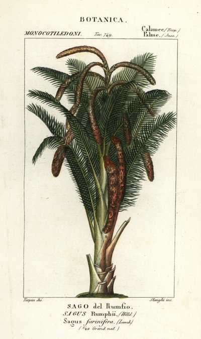True sago palm by Stanghi Stanghi