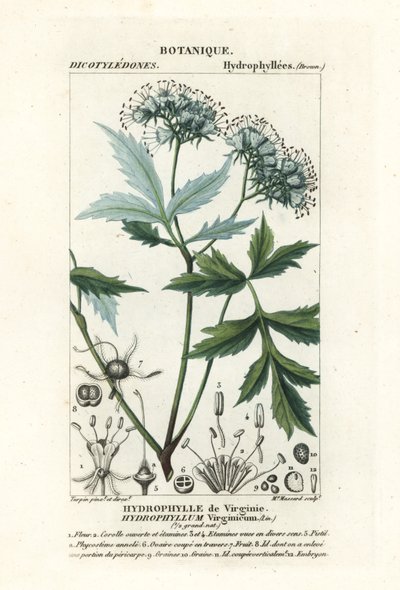 Virginia waterleaf by Stanghi Stanghi