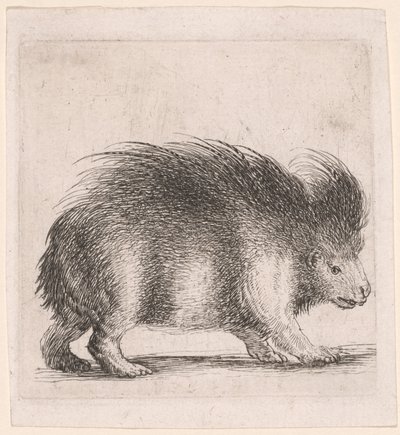 Porcupine, Facing Right by Stefano della Bella