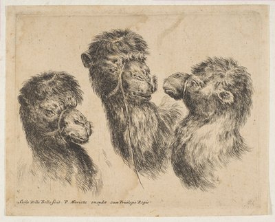Three Camel Heads by Stefano della Bella
