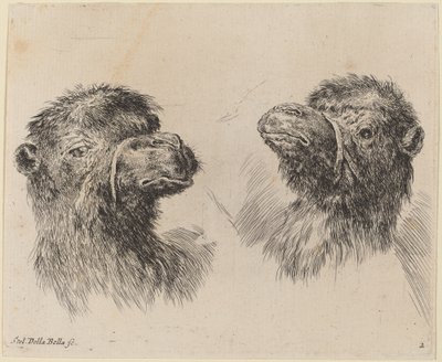 Two Camel Heads by Stefano della Bella