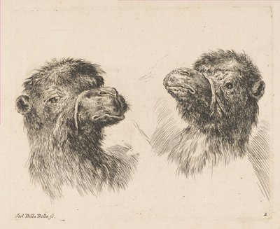 Two Camel Heads by Stefano della Bella
