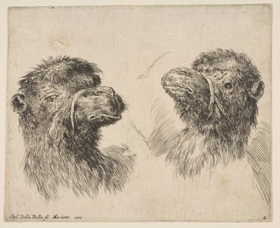 Two Camel Heads by Stefano della Bella