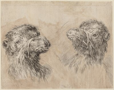 Two Camel Heads [recto] by Stefano della Bella