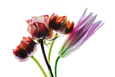 Group of four flowers, 2021 by Steve Gallagher