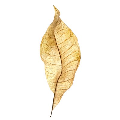 Leaf Study No. 01, 2020 by Steve Gallagher