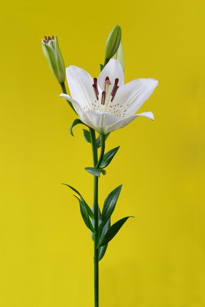 Lily on Yellow No. 01, 2020 by Steve Gallagher